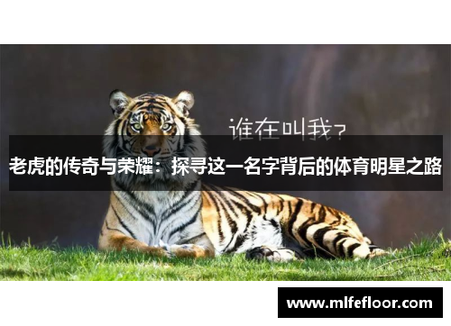 老虎的传奇与荣耀：探寻这一名字背后的体育明星之路